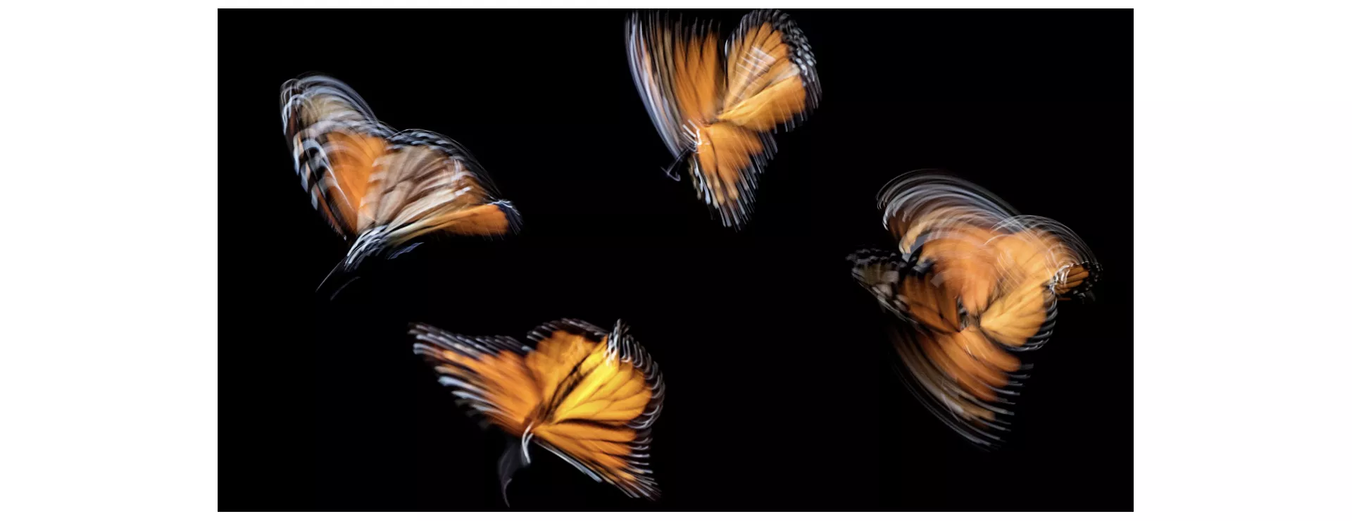 biodiversity