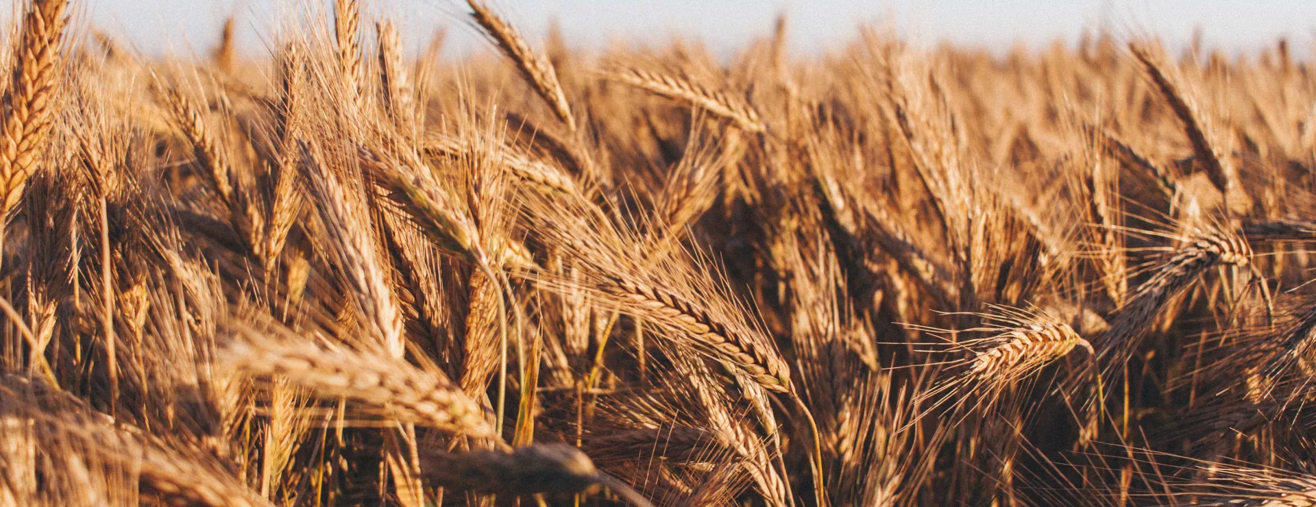 wheat