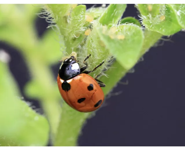 biodiversity