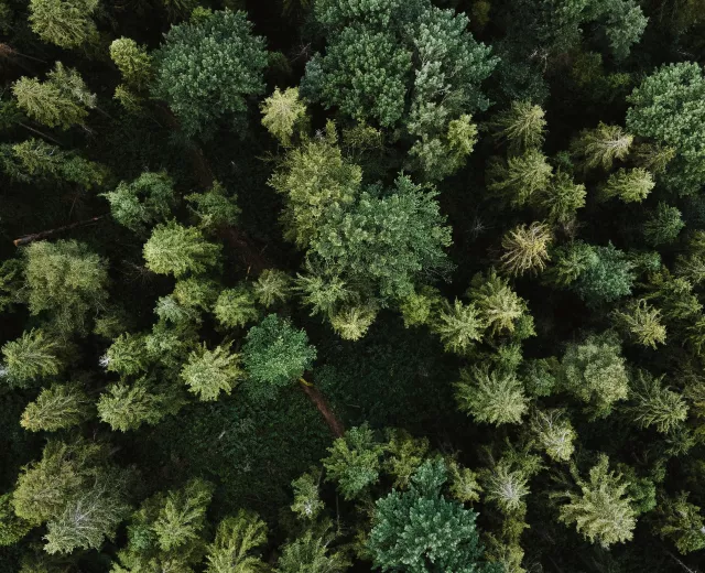 woods
