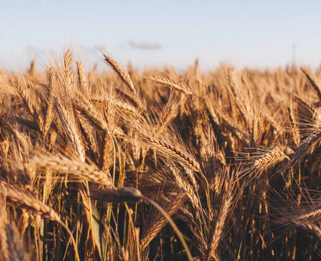 wheat